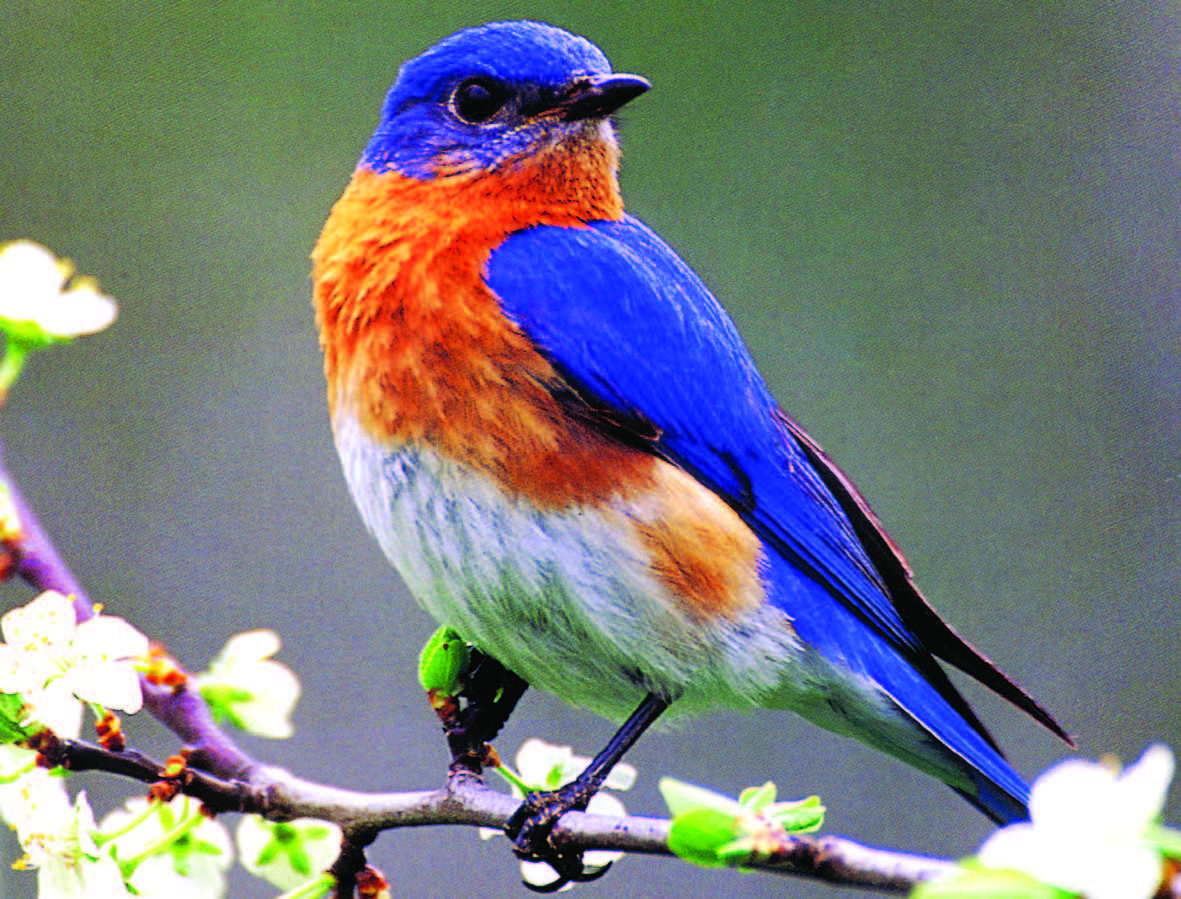 Blue Bird Wallpapers