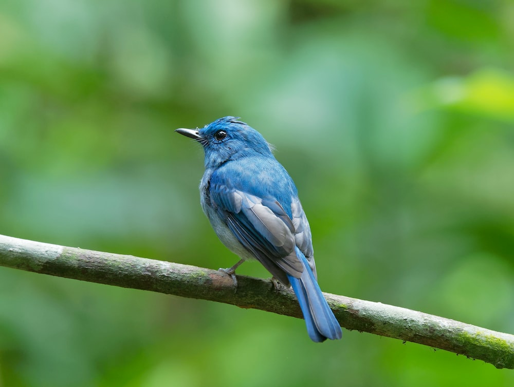 Blue Bird Wallpapers