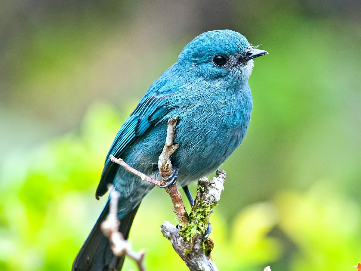 Blue Bird Wallpapers