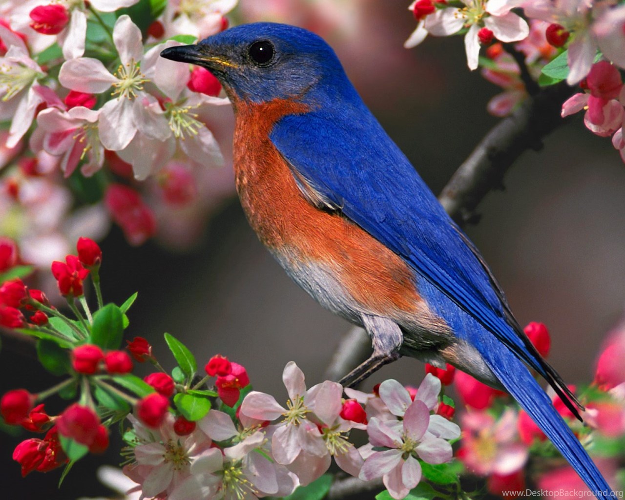 Blue Bird Wallpapers