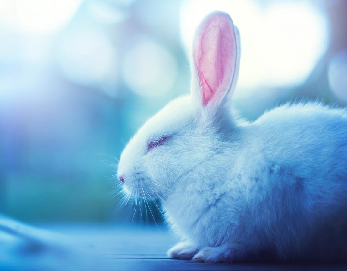 Blue Bunny Wallpapers