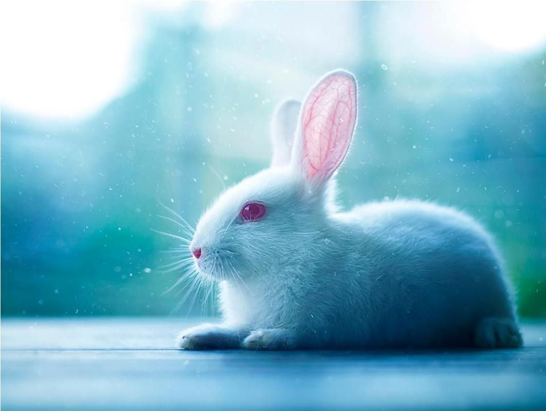 Blue Bunny Wallpapers