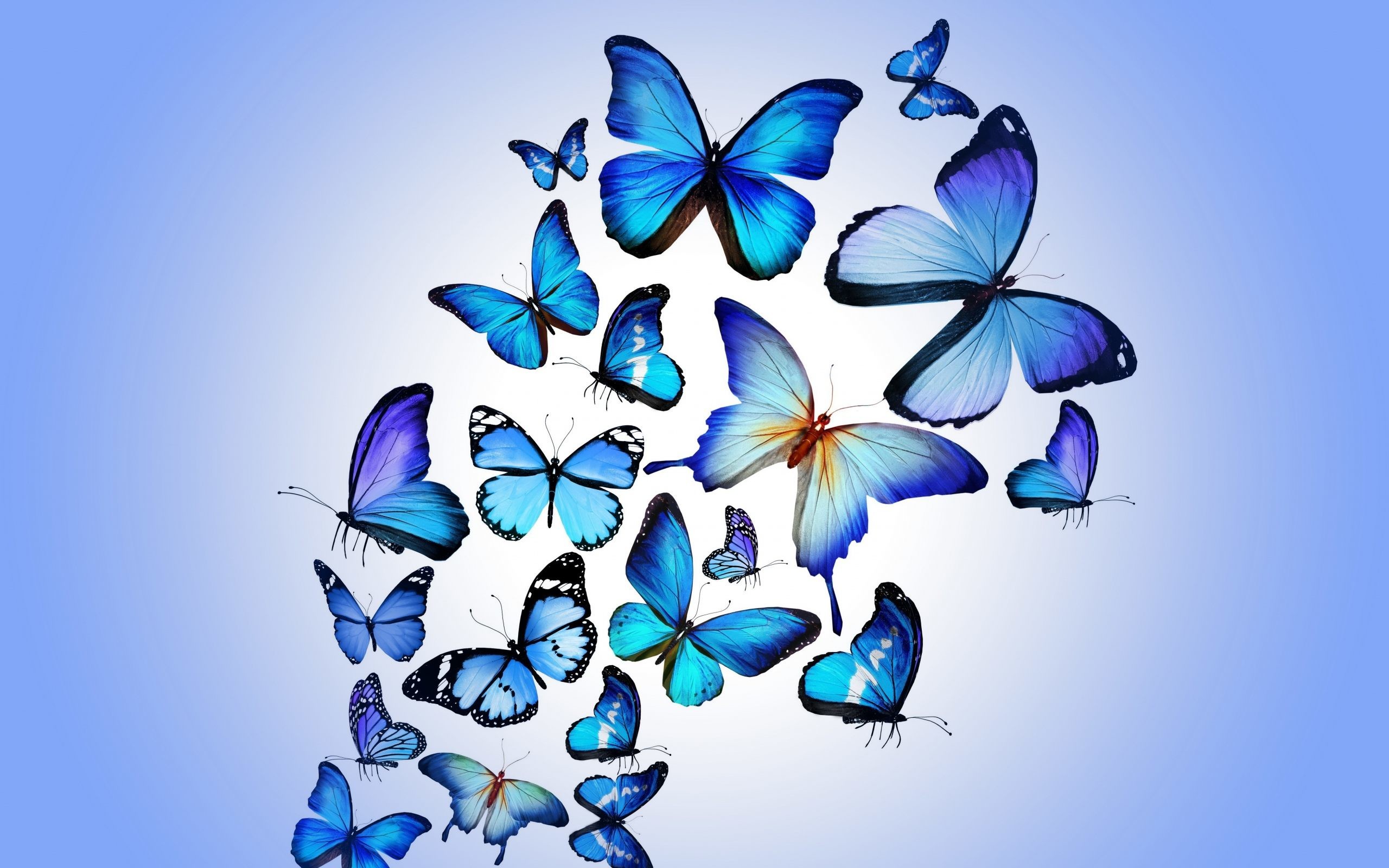 Blue Butterfly Wallpapers