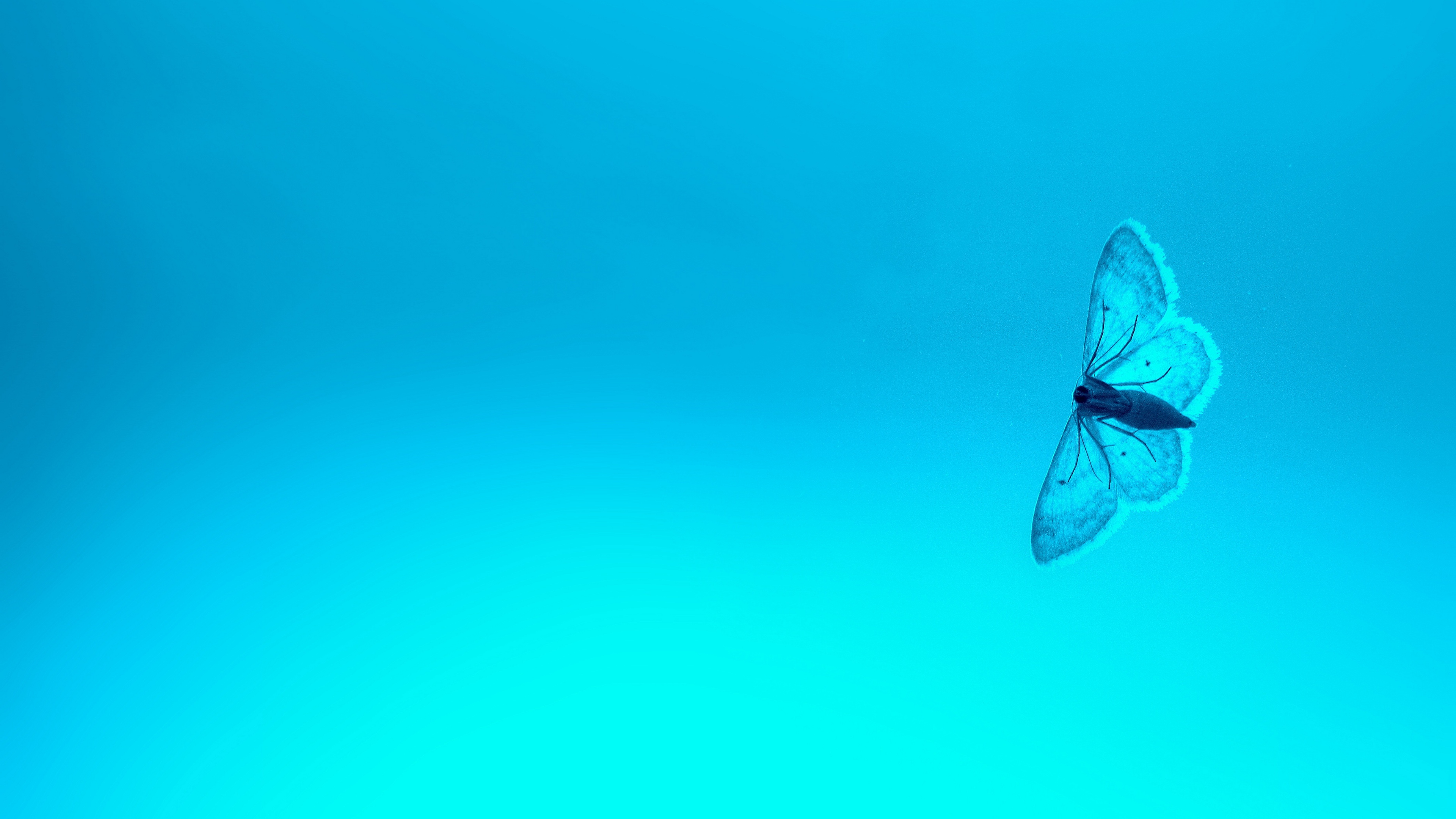 Blue Butterfly Wallpapers