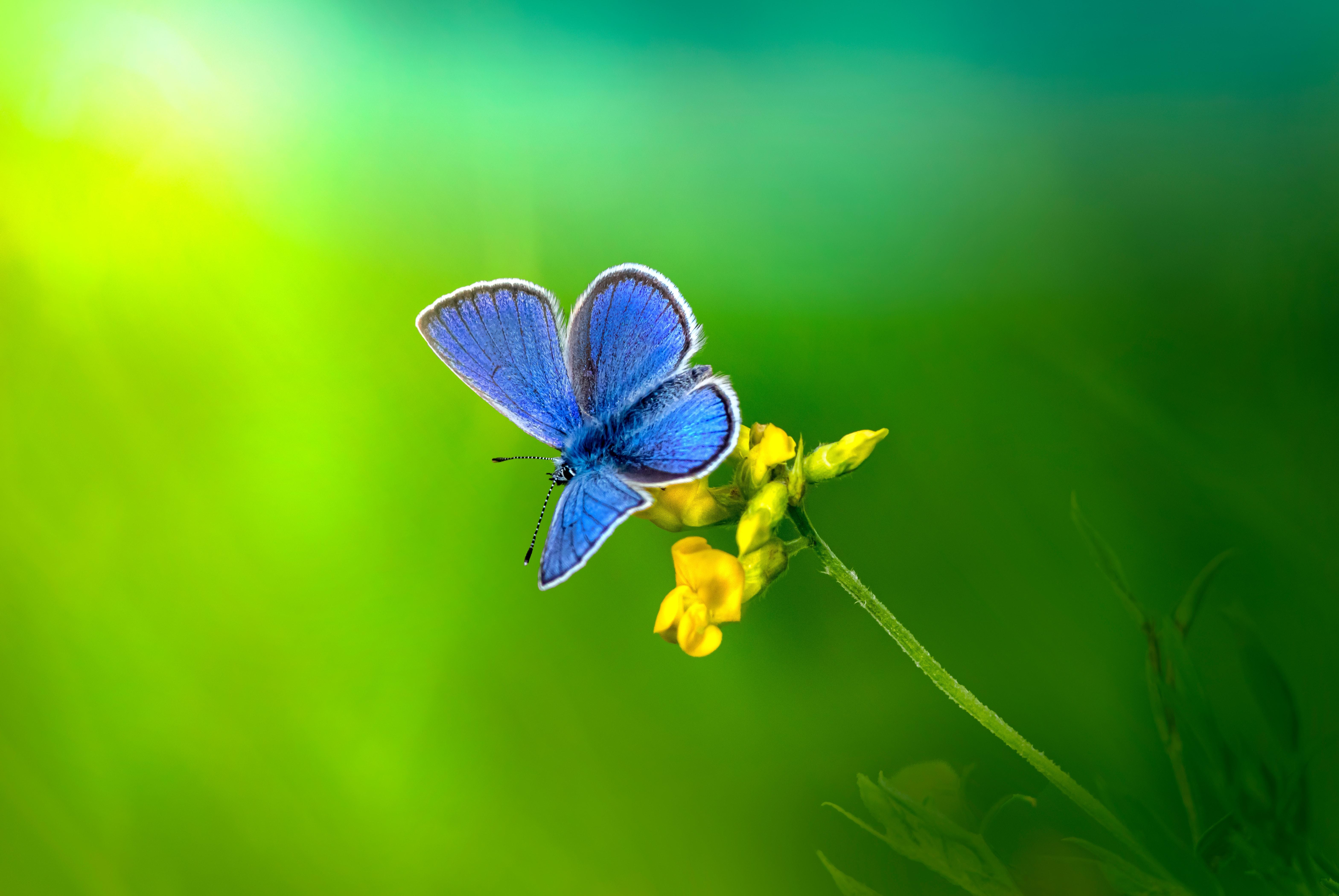 Blue Butterfly Wallpapers