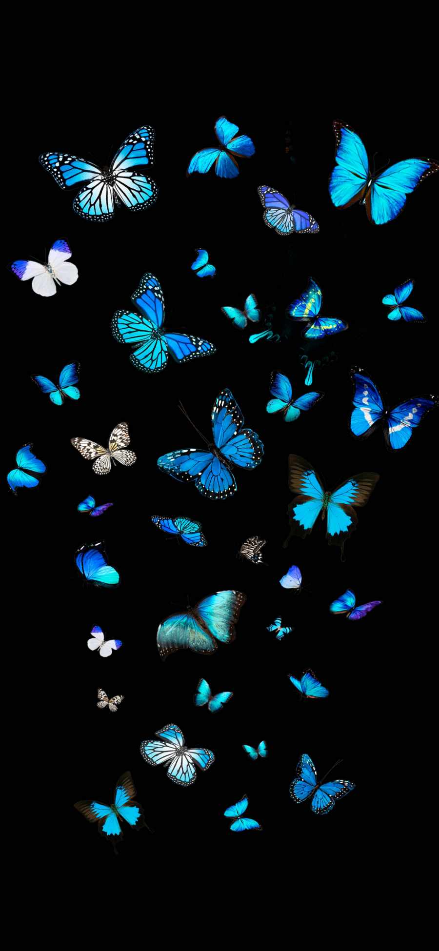 Blue Butterfly Wallpapers