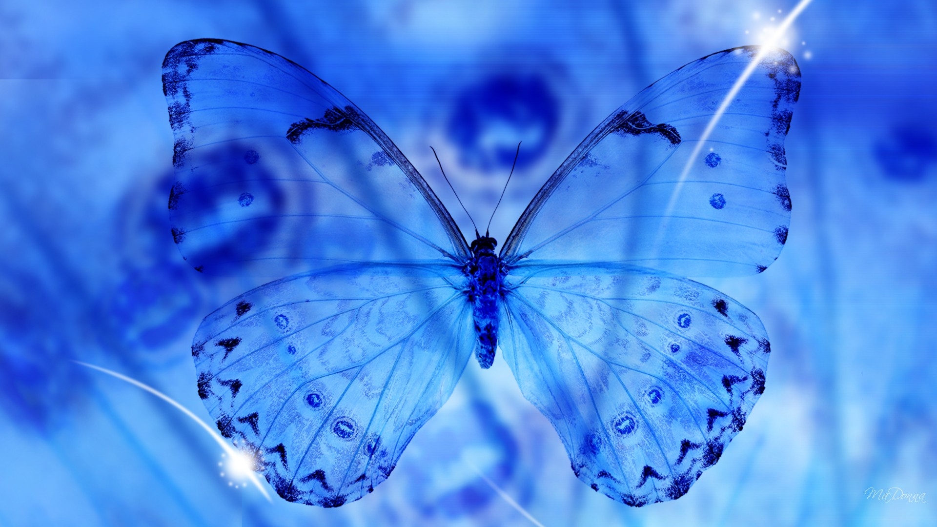 Blue Butterfly Wallpapers