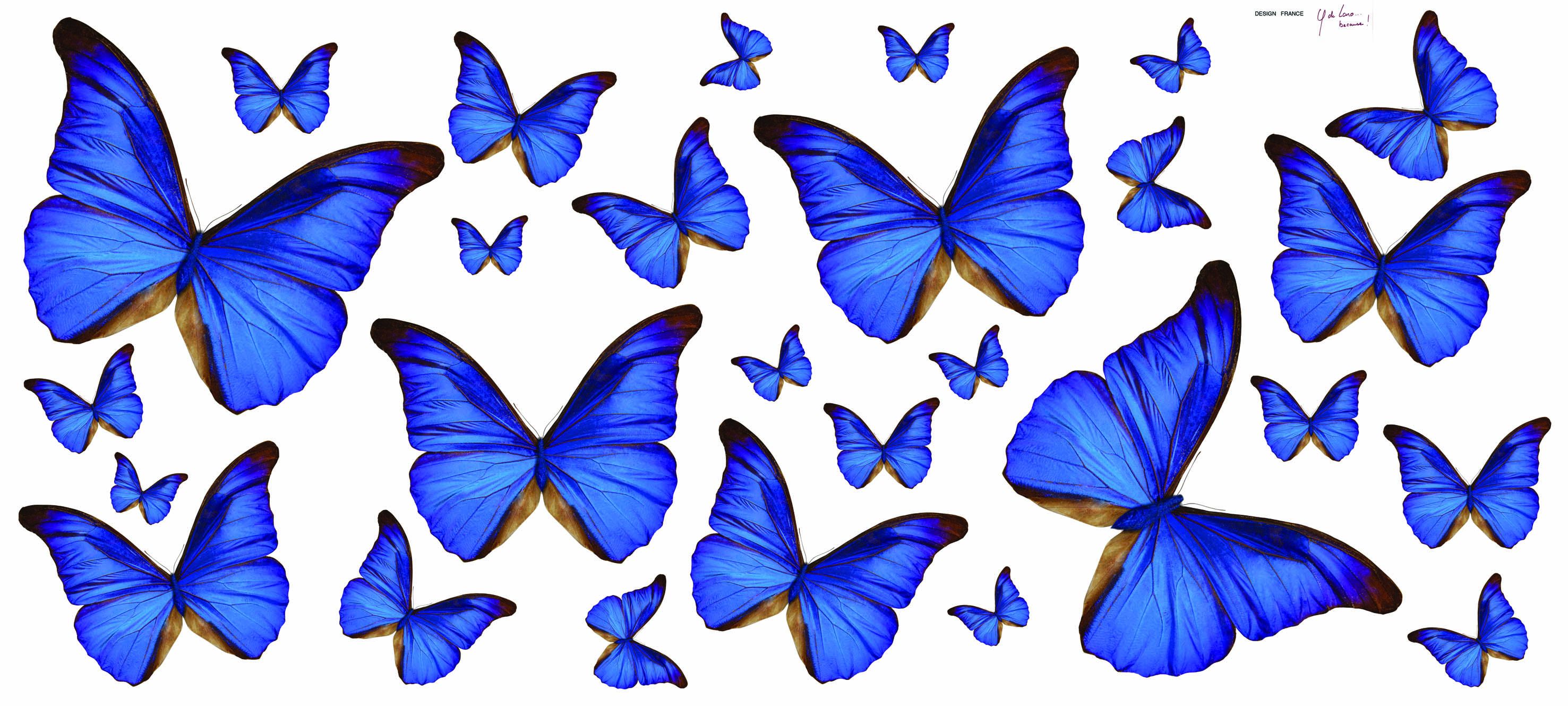 Blue Butterfly Wallpapers