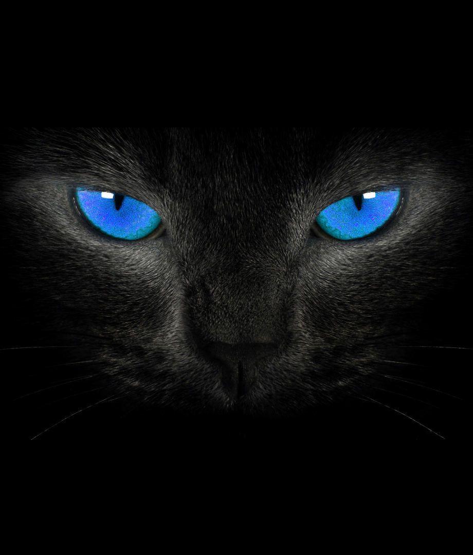 Blue Cat Wallpapers
