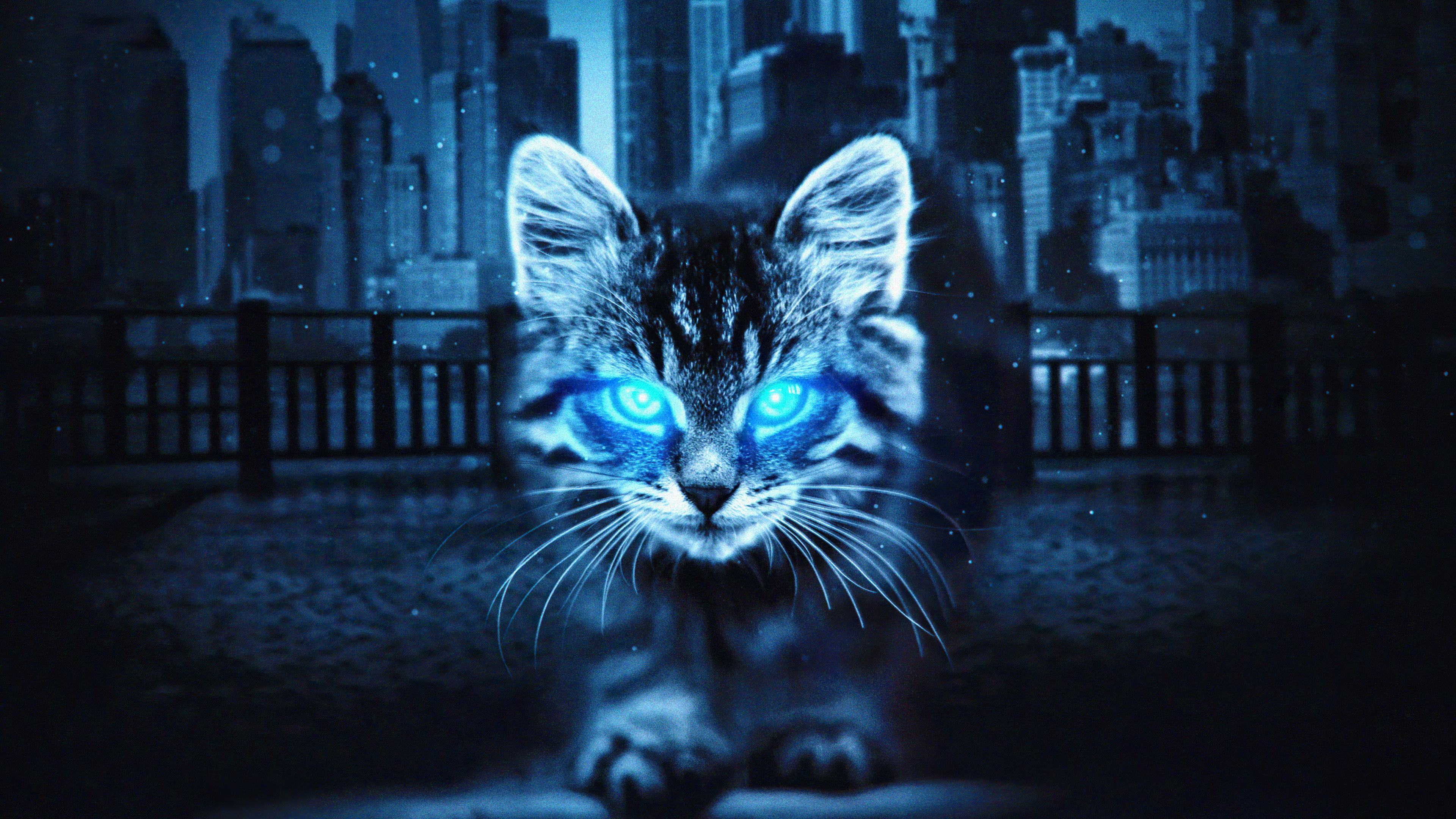 Blue Cat Wallpapers