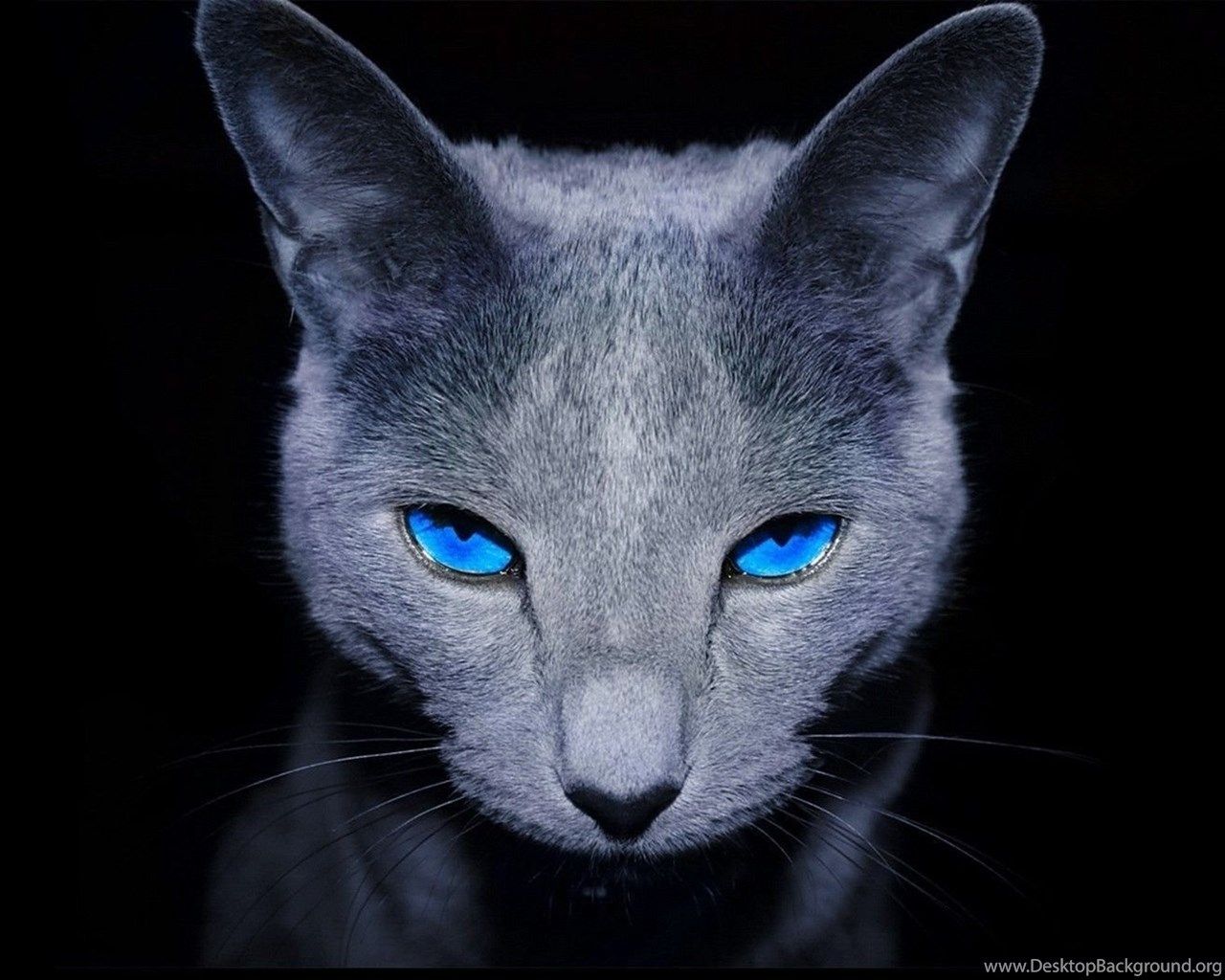 Blue Cat Wallpapers