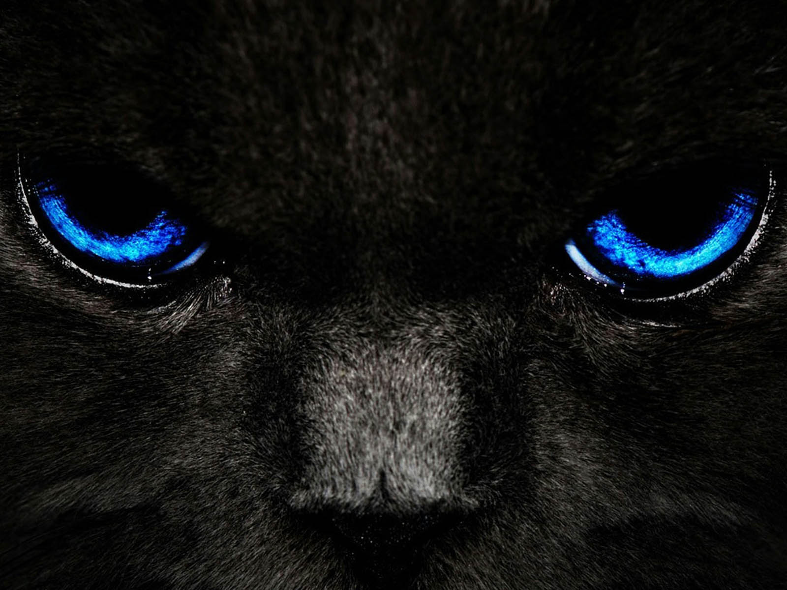 Blue Cat Wallpapers