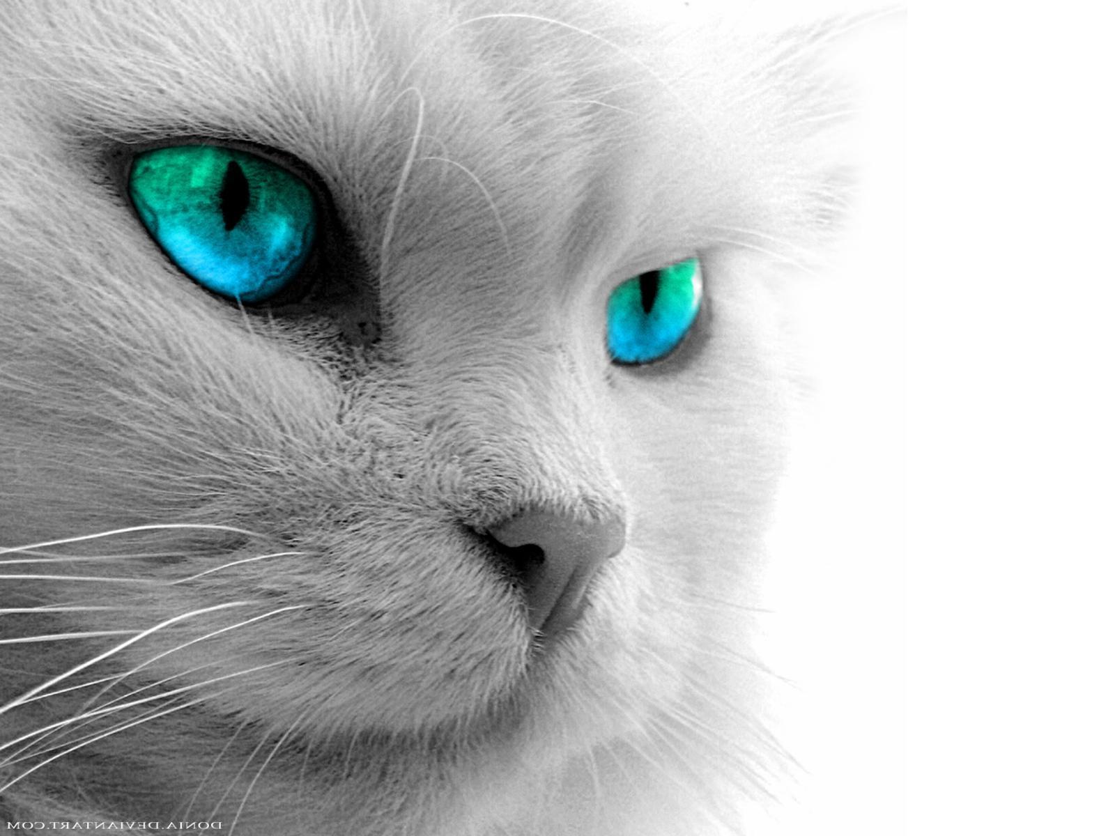 Blue Cat Wallpapers