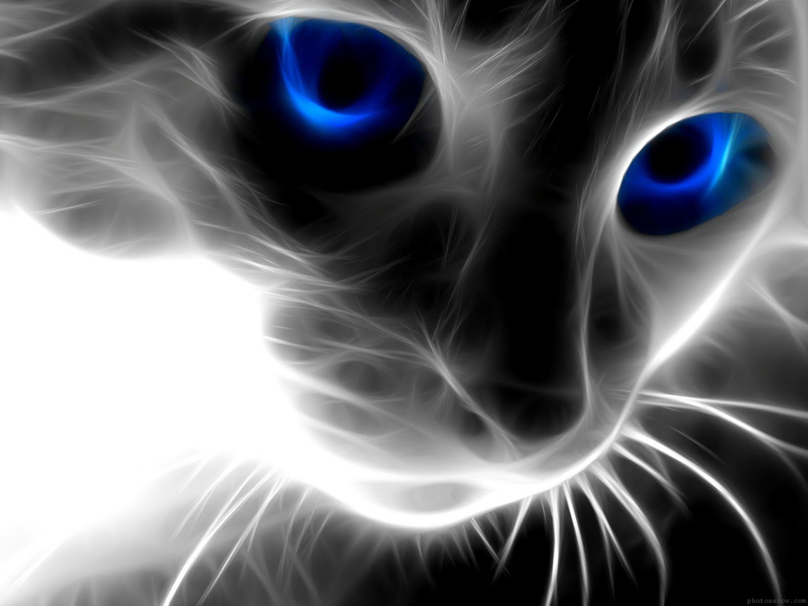 Blue Cat Wallpapers