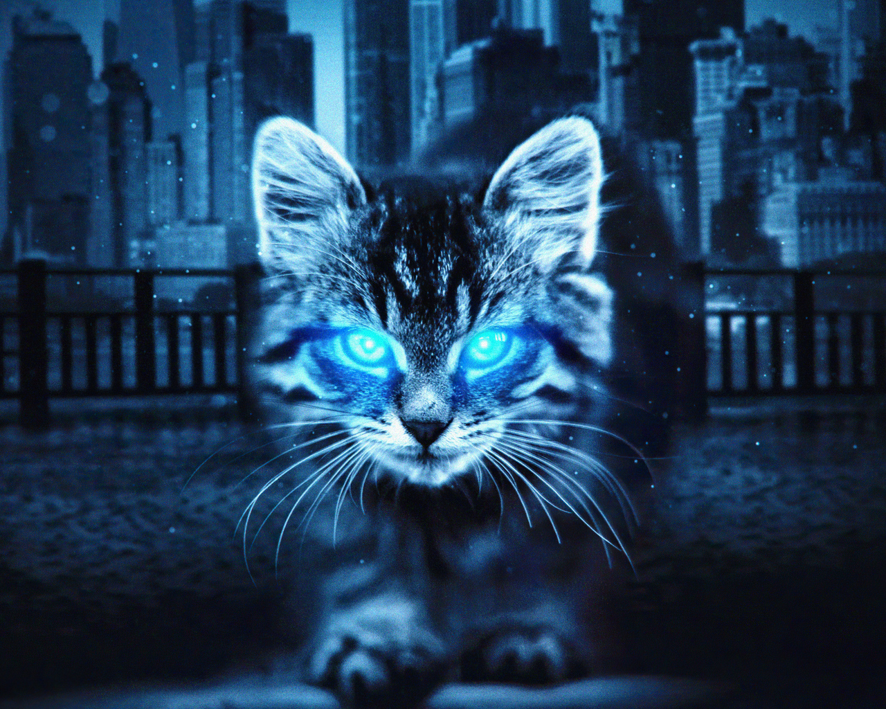 Blue Cat Wallpapers