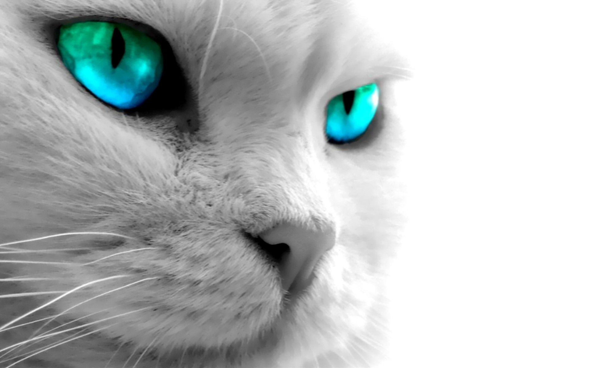 Blue Cat Wallpapers