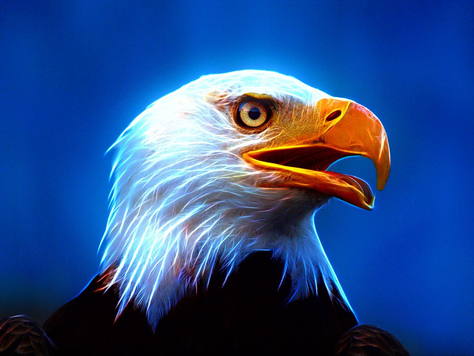 Blue Eagles Wallpapers