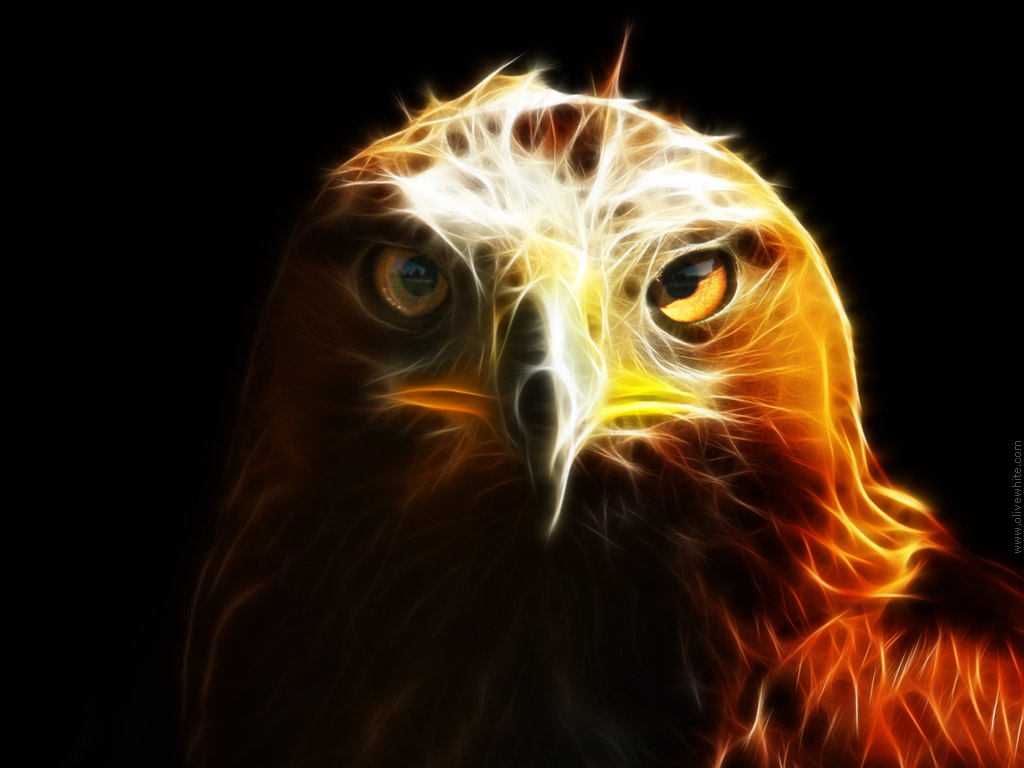 Blue Eagles Wallpapers