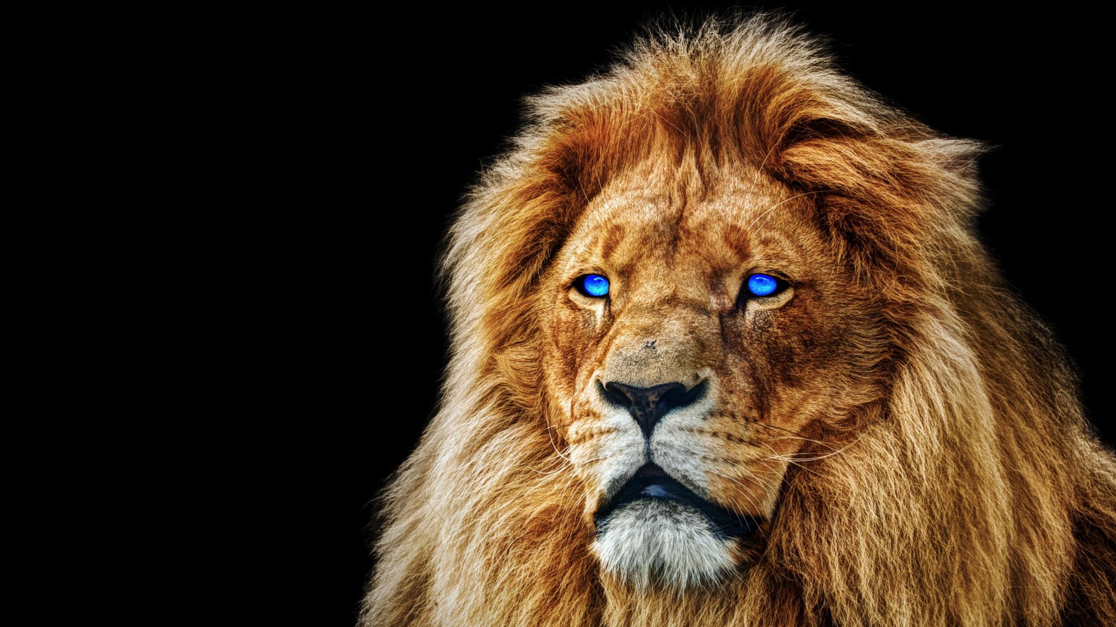 Blue Eye Lion Wallpapers