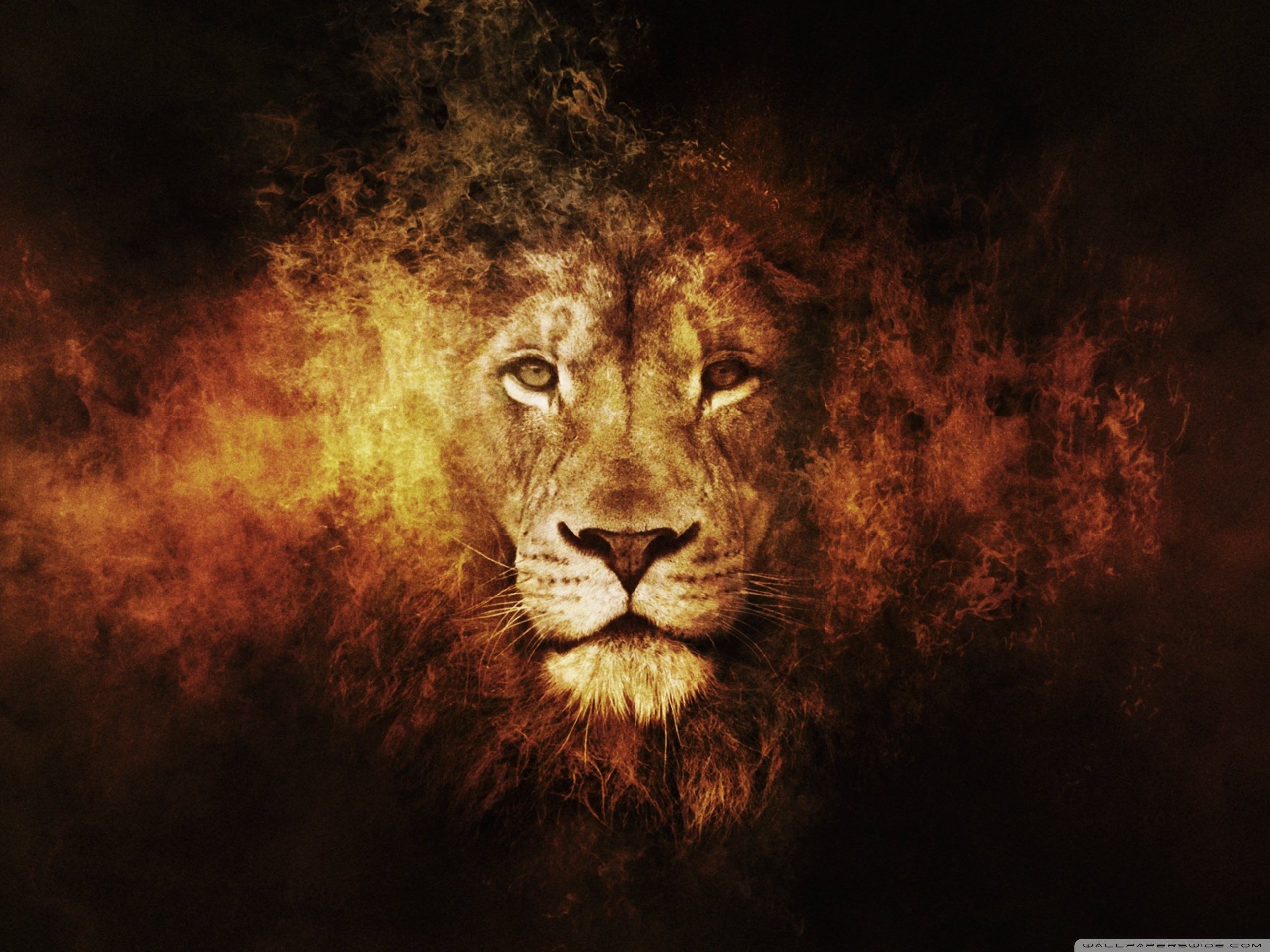 Blue Eye Lion Wallpapers