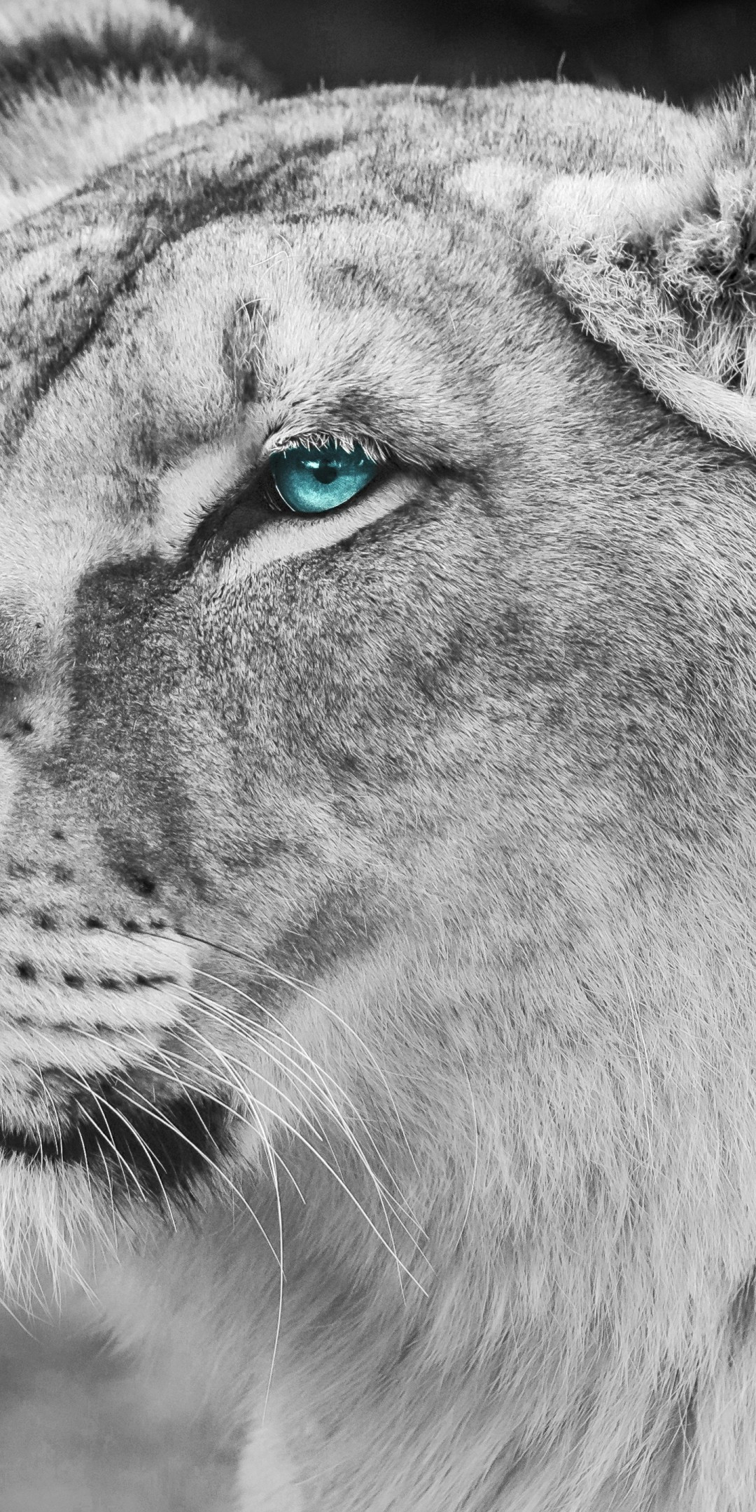 Blue Eye Lion Wallpapers