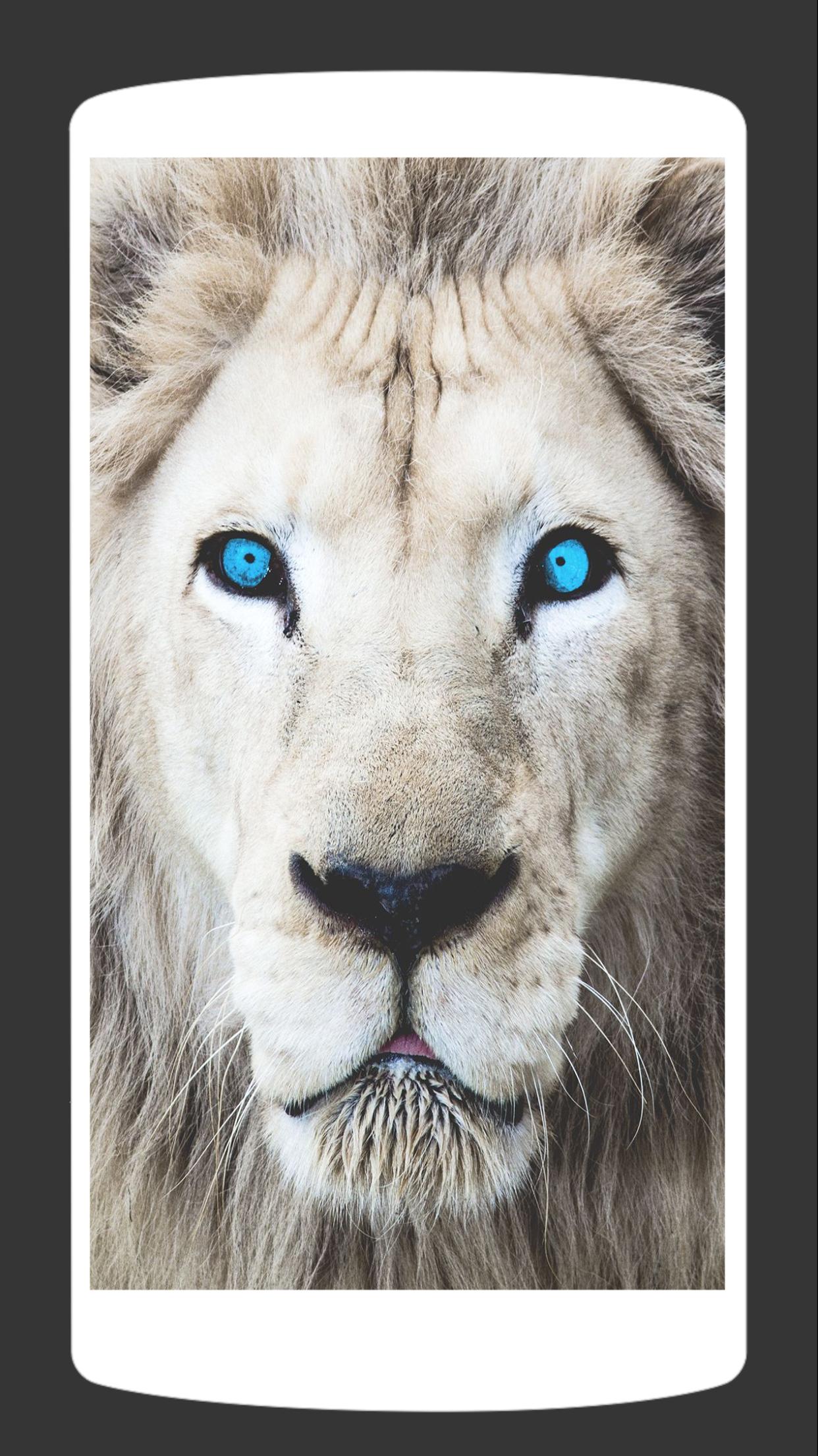 Blue Eye Lion Wallpapers