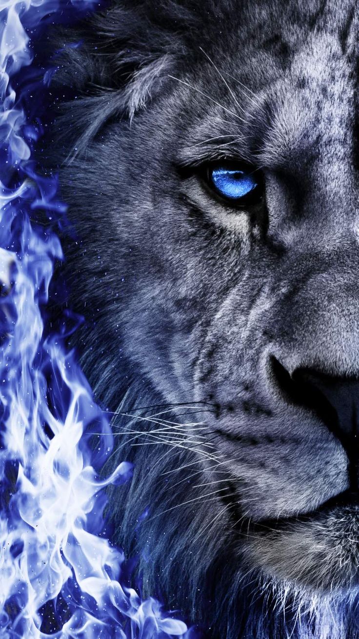 Blue Eye Lion Wallpapers