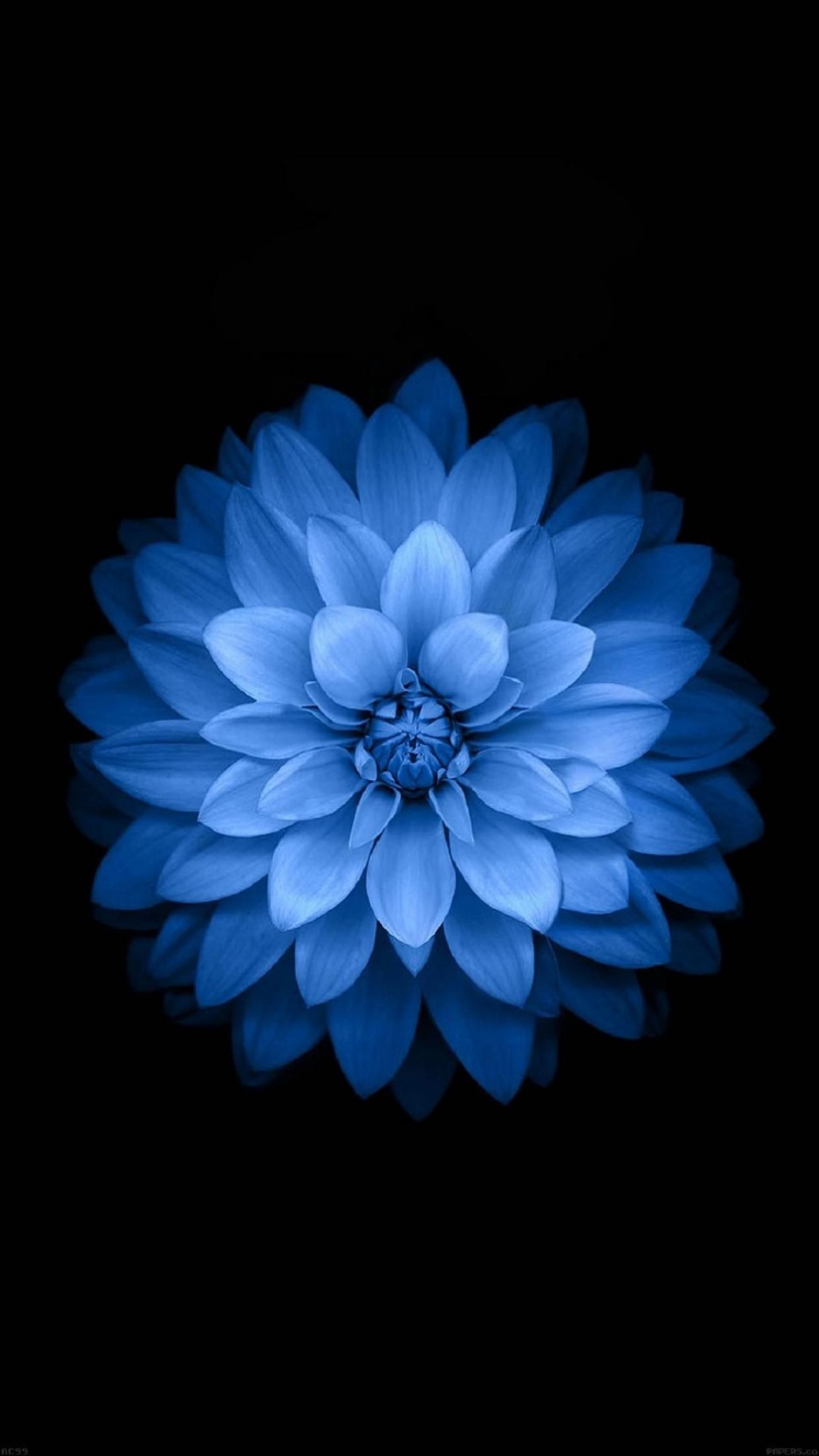 Blue Floral Iphone Wallpapers