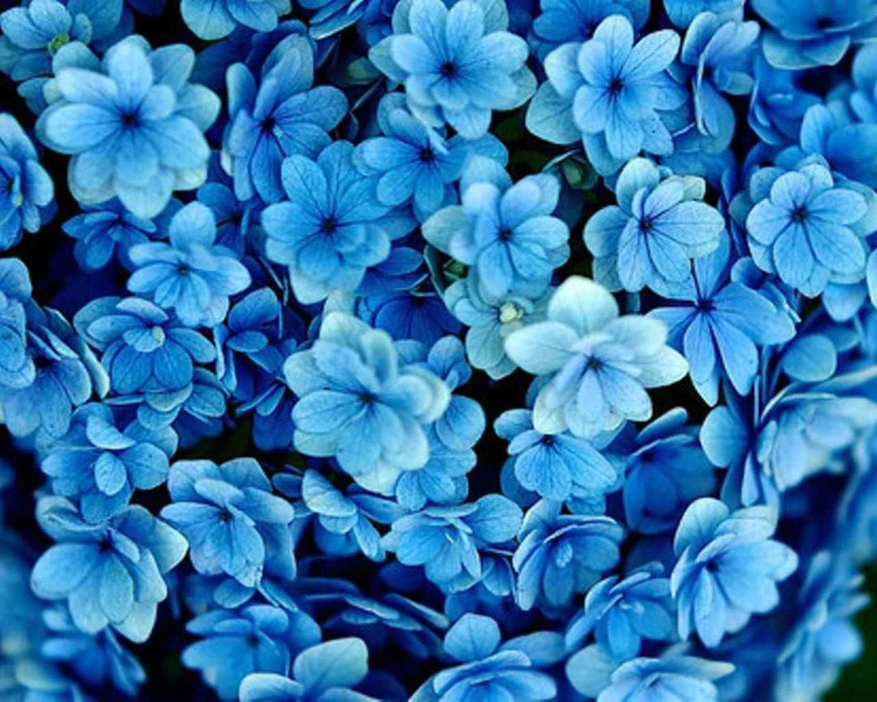 Blue Flower Background Tumblr