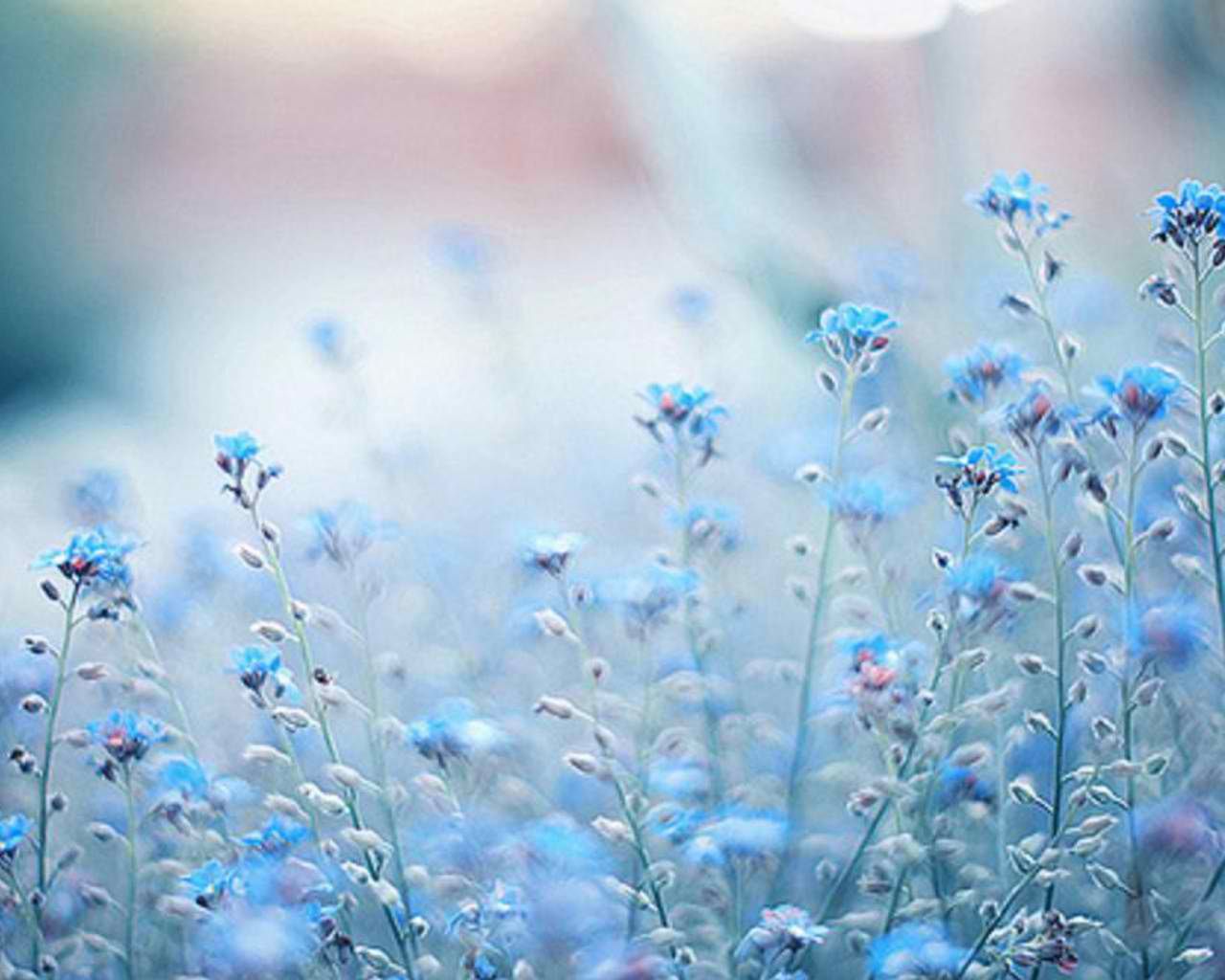 Blue Flower Background Tumblr