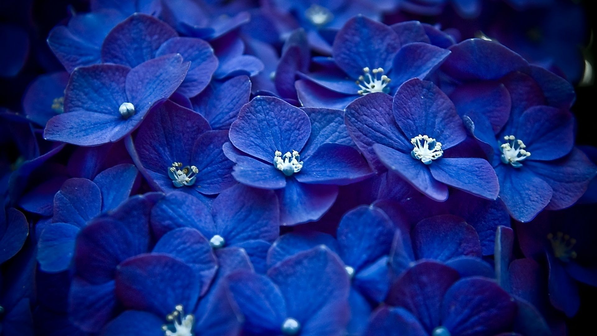 Blue Flower Background Tumblr