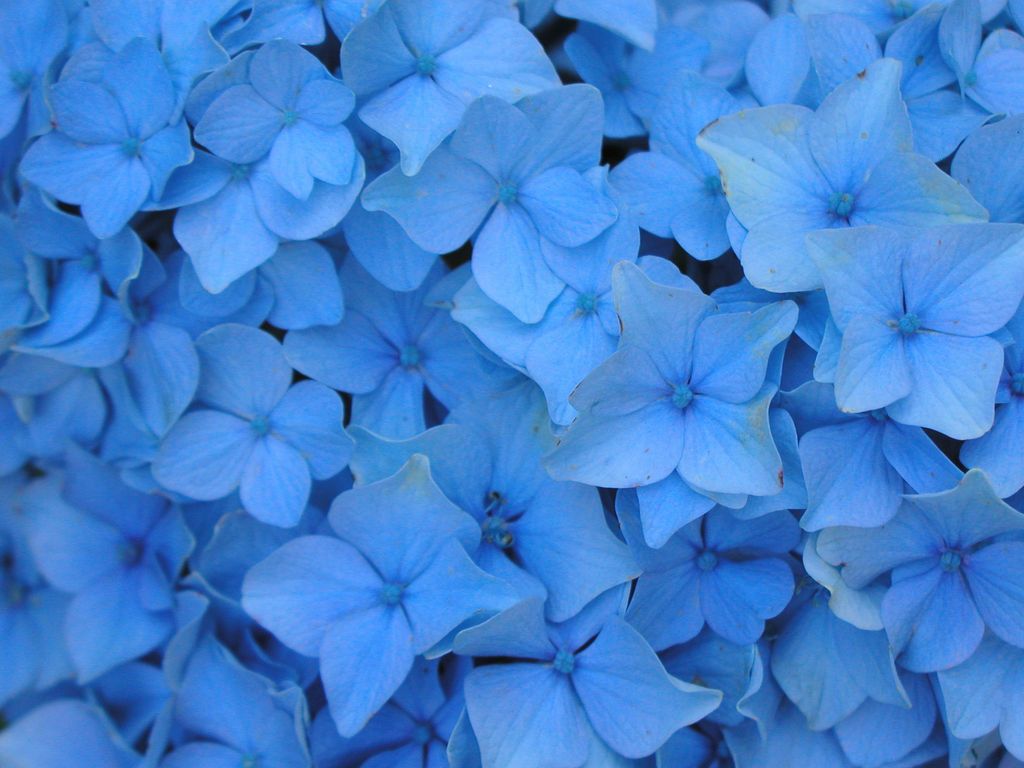 Blue Flower Background Tumblr