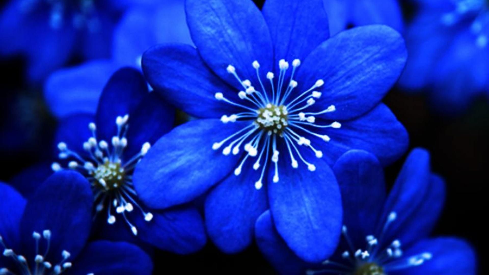 Blue Flower Texture 4K Wallpapers