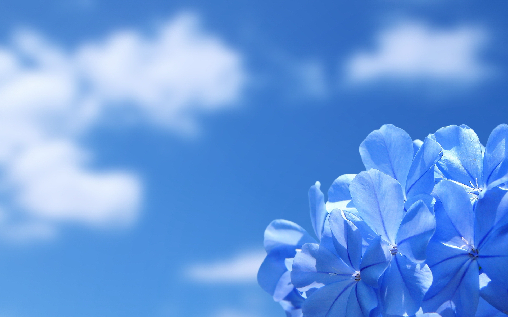 Blue Flower Wallpapers