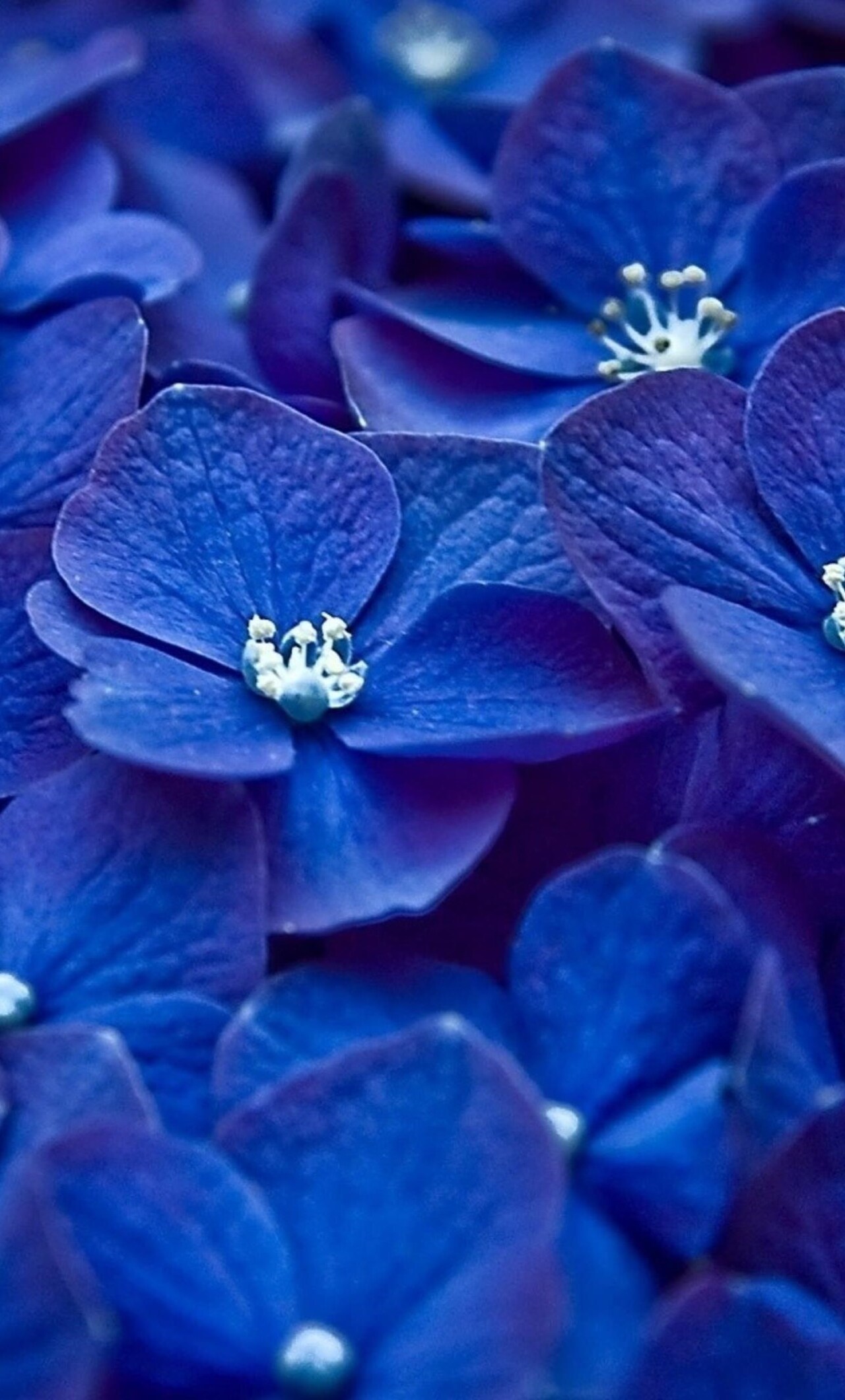 Blue Flower Wallpapers