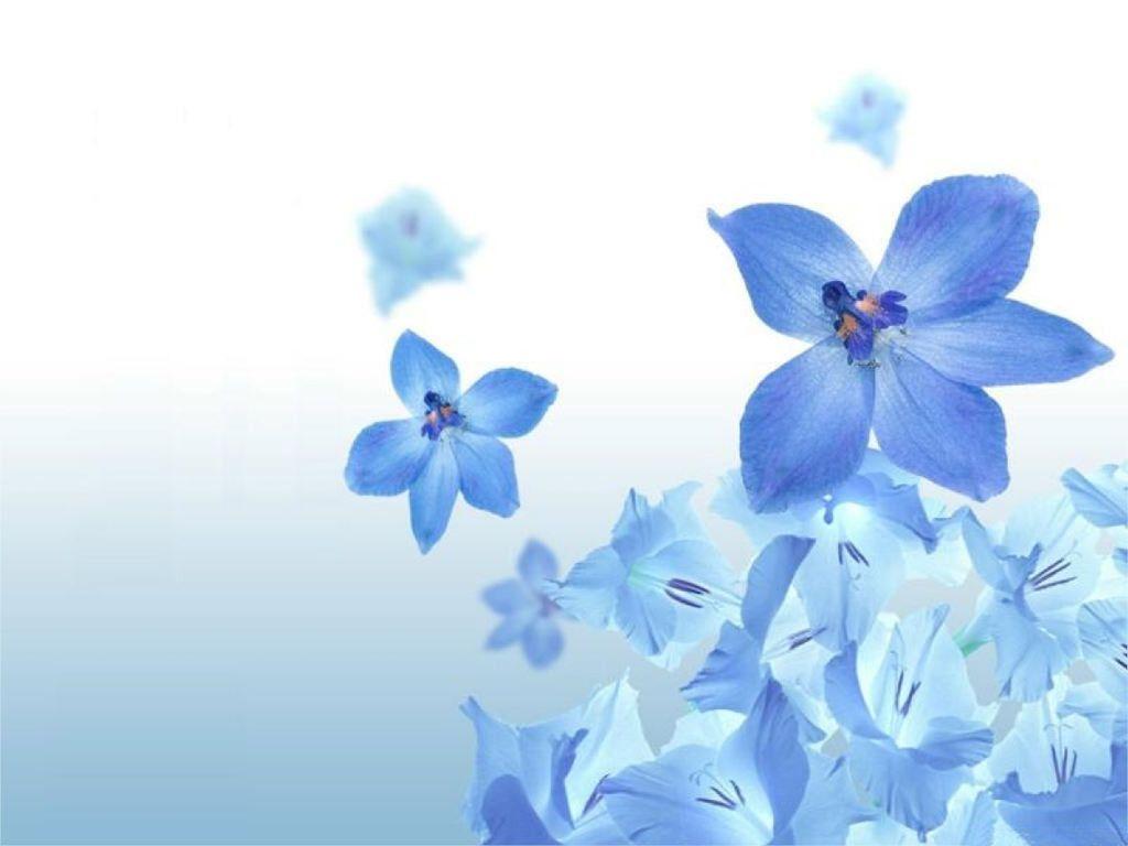 Blue Flower Wallpapers