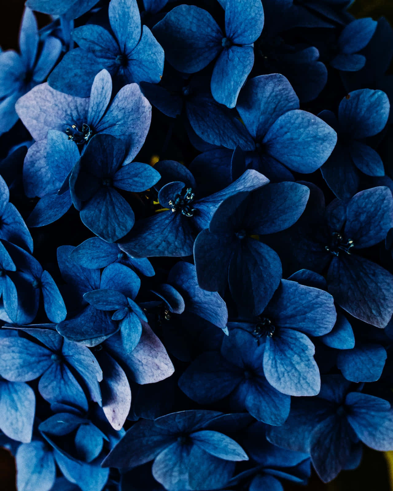 Blue Flower Wallpapers