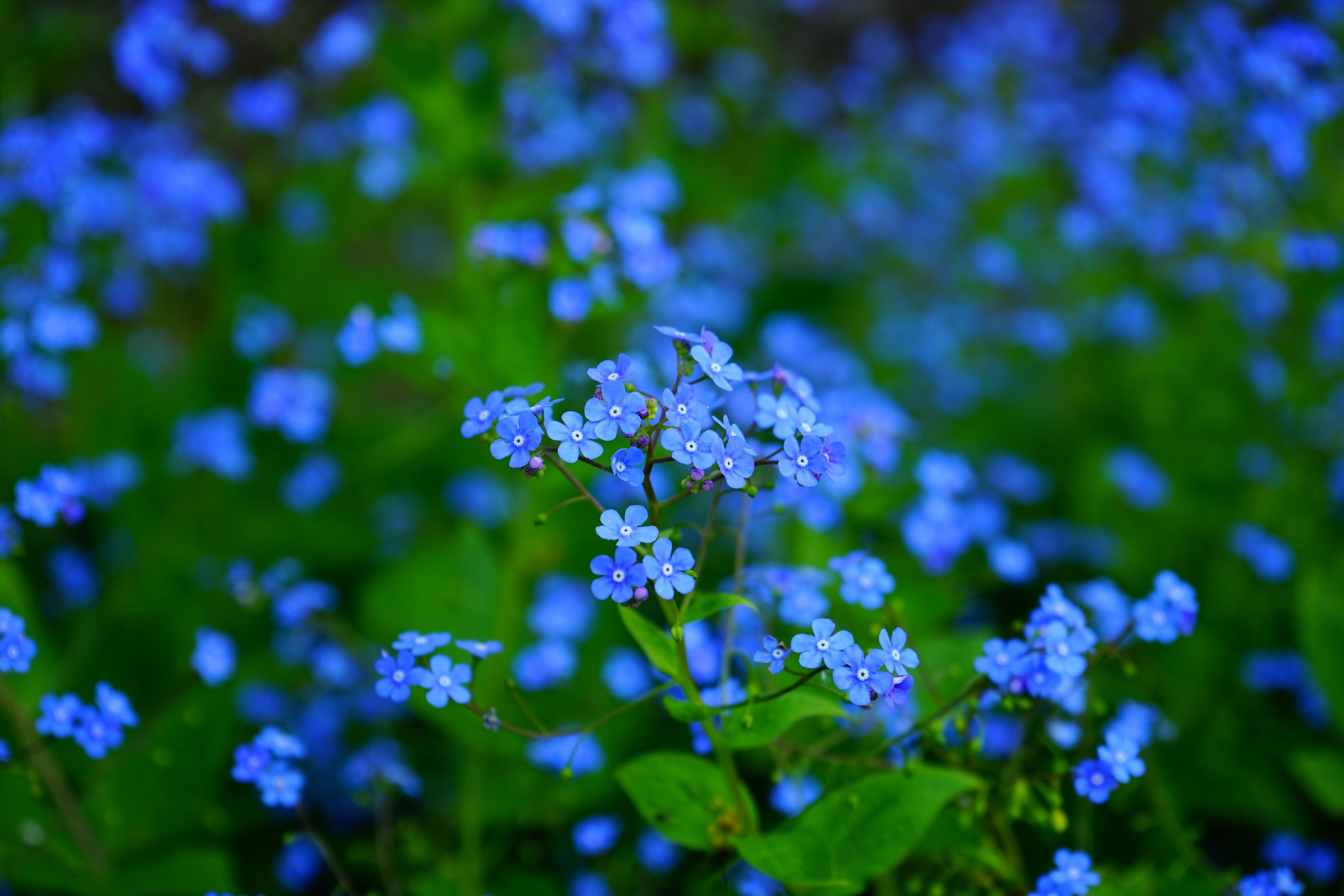 Blue Flower Wallpapers