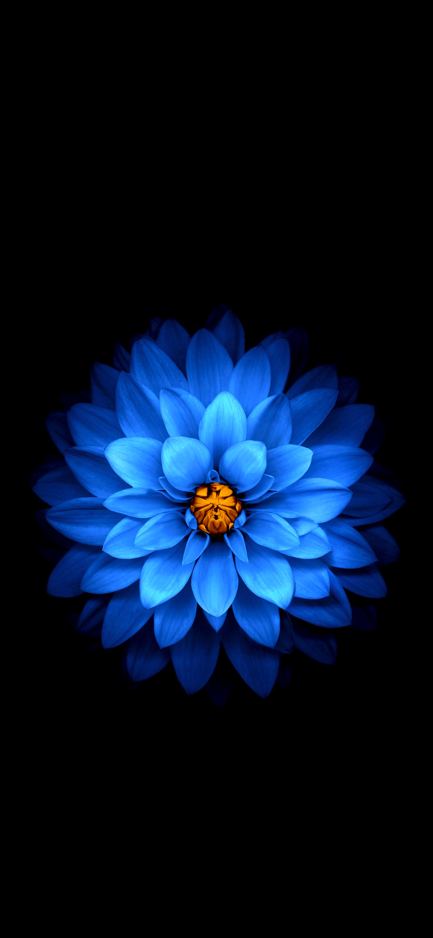 Blue Flower Wallpapers