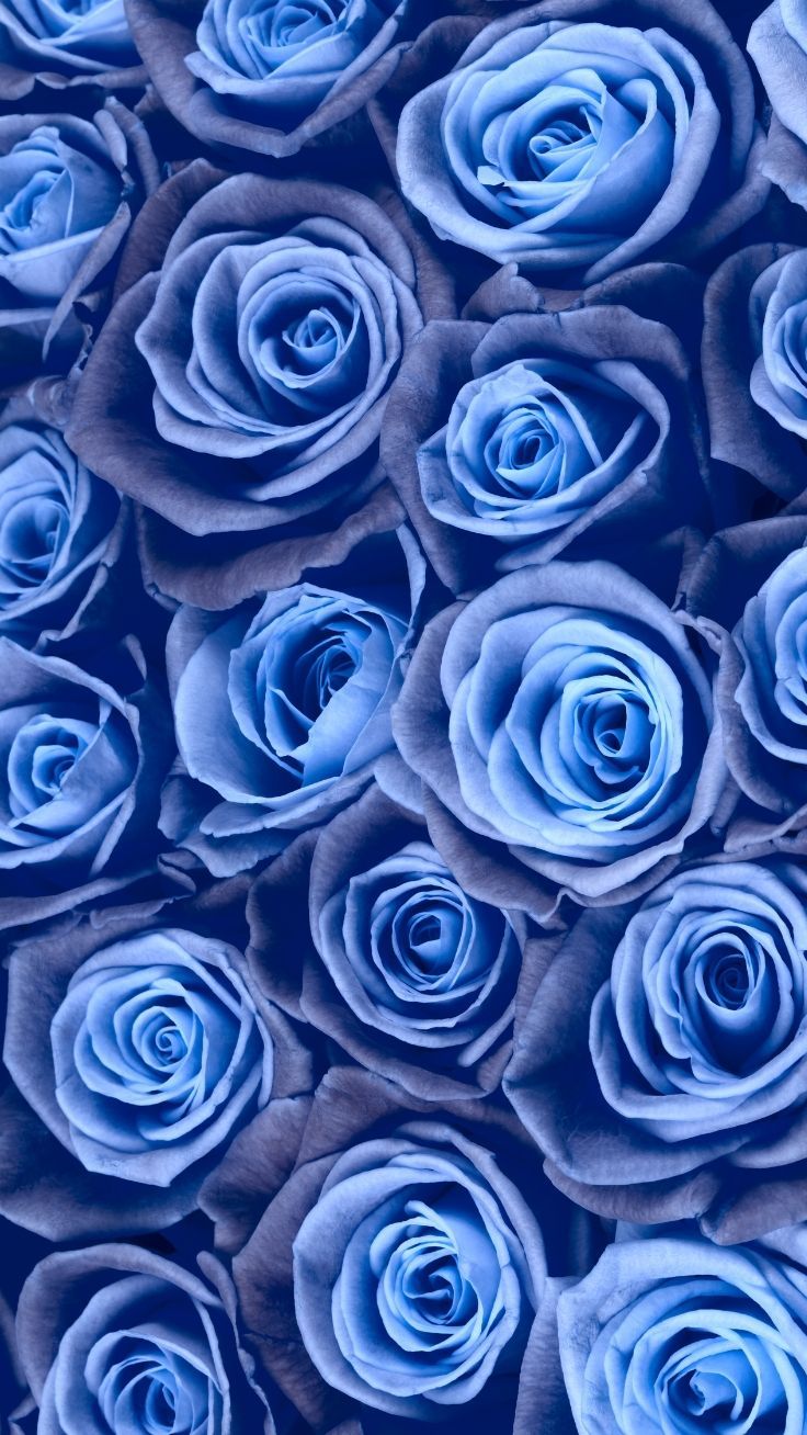 Blue Flower Wallpapers