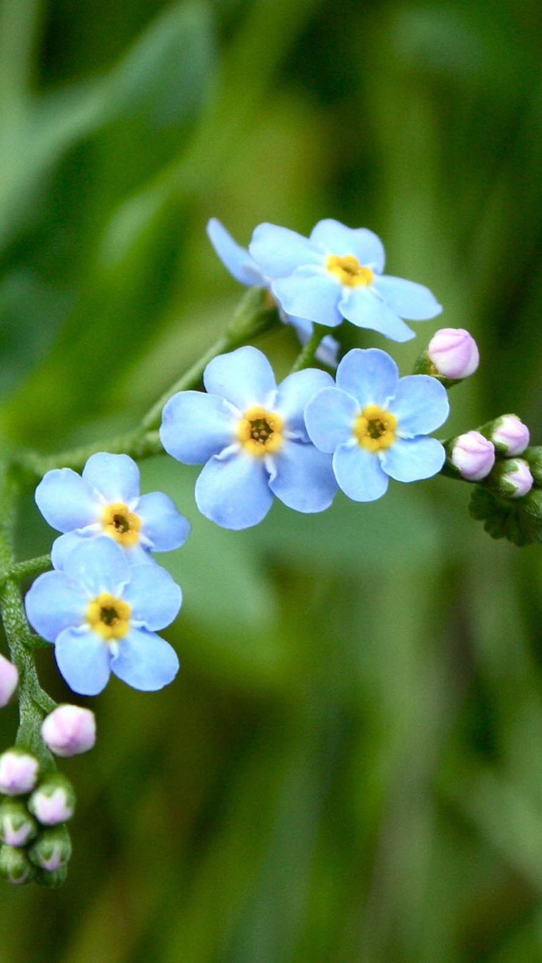 Blue Flower Wallpapers