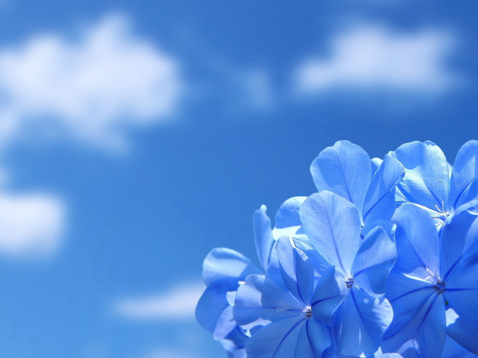 Blue Flower Wallpapers