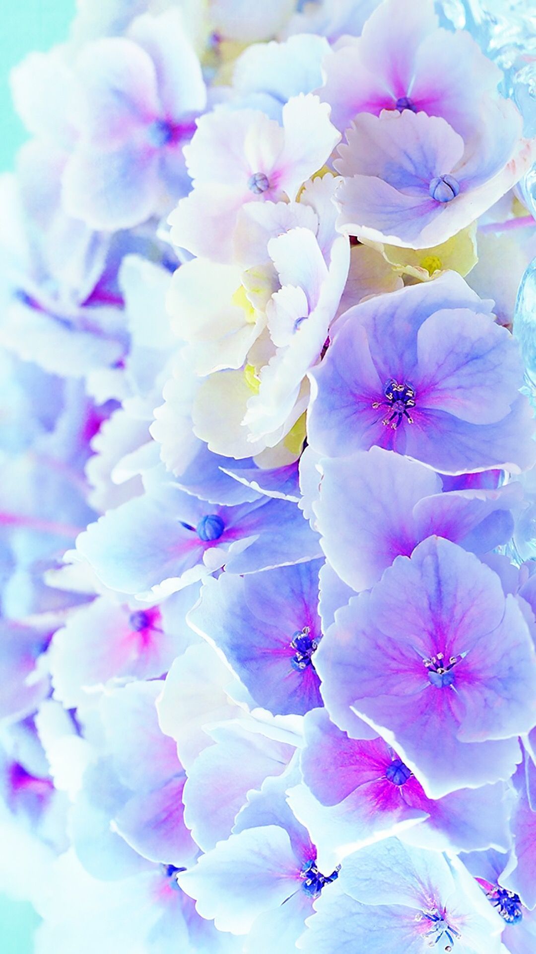 Blue Flower Wallpapers