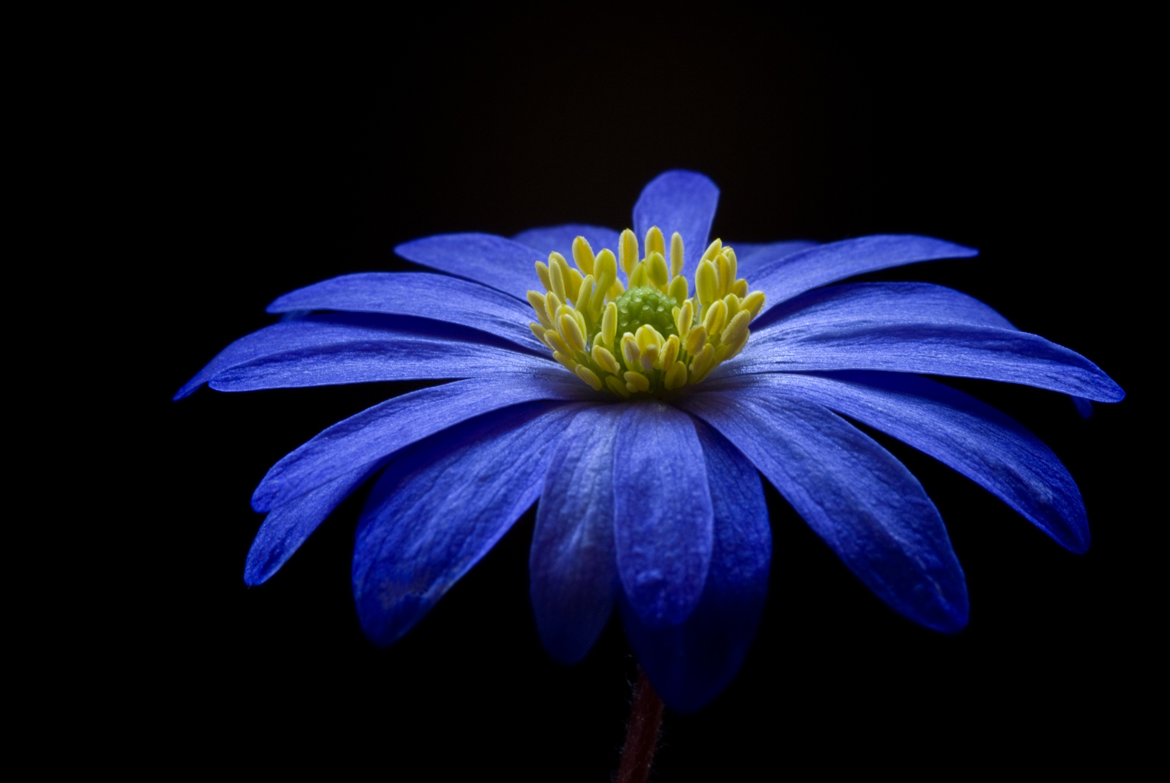 Blue Flower Wallpapers