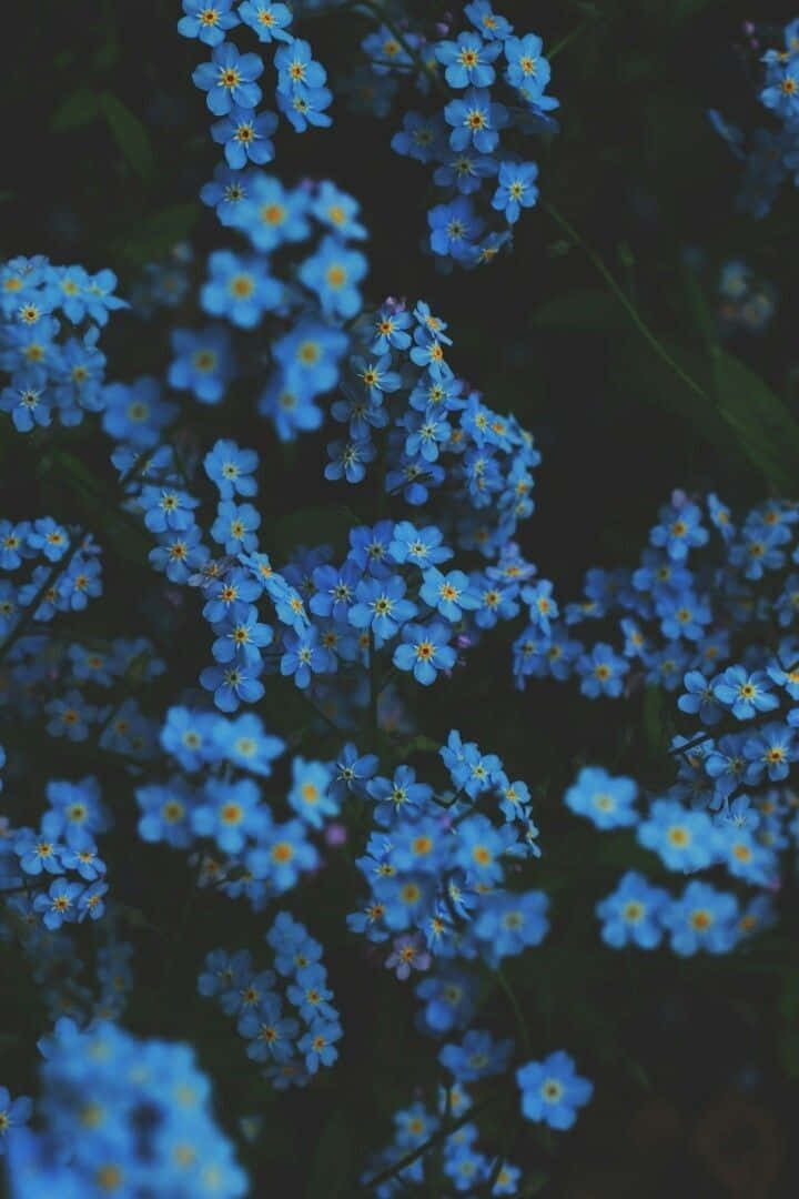 Blue Flowers Aesthetic Wallpapers