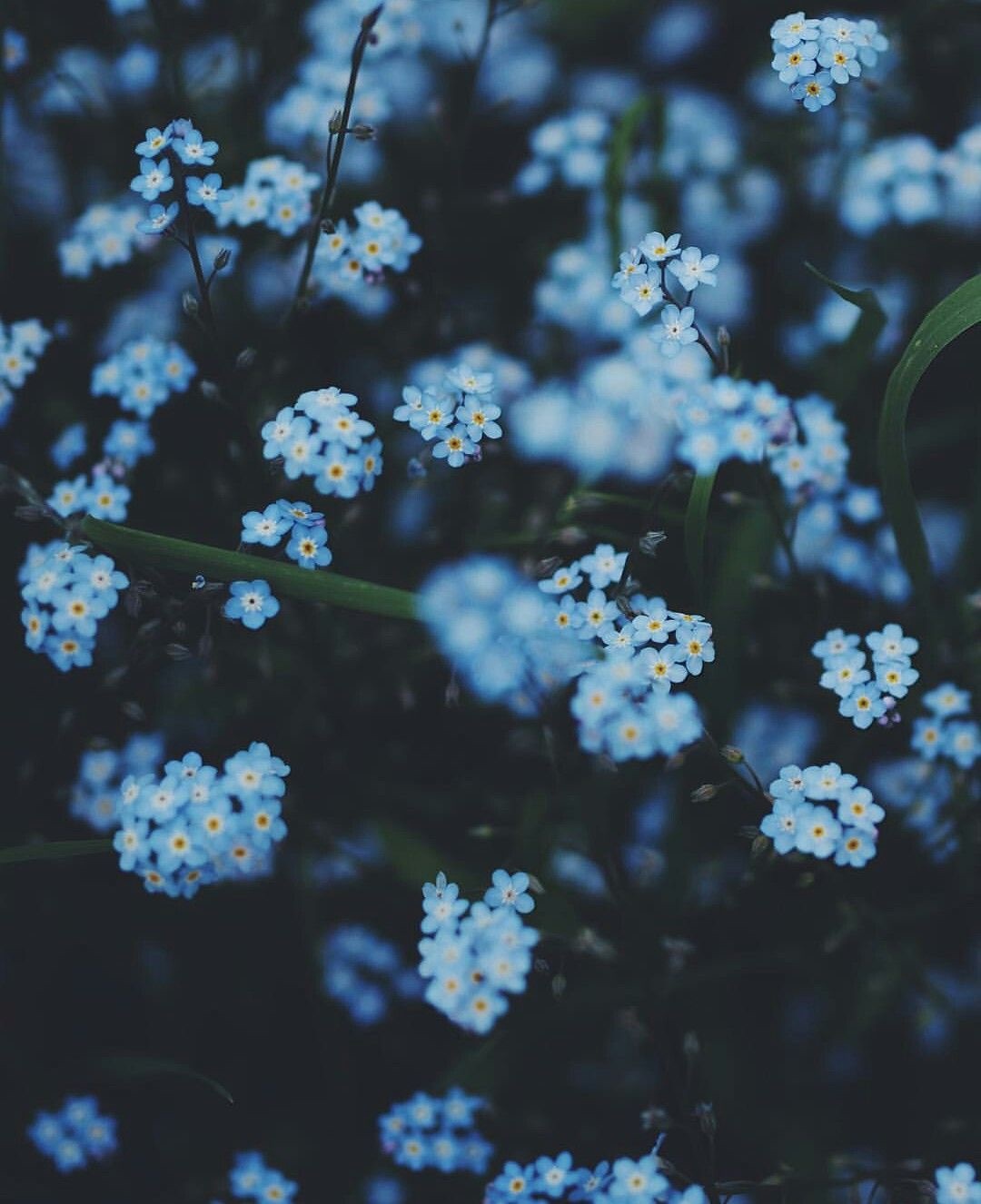 Blue Flowers Aesthetic Wallpapers