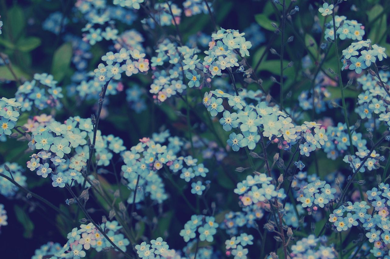 Blue Flowers Aesthetic Wallpapers