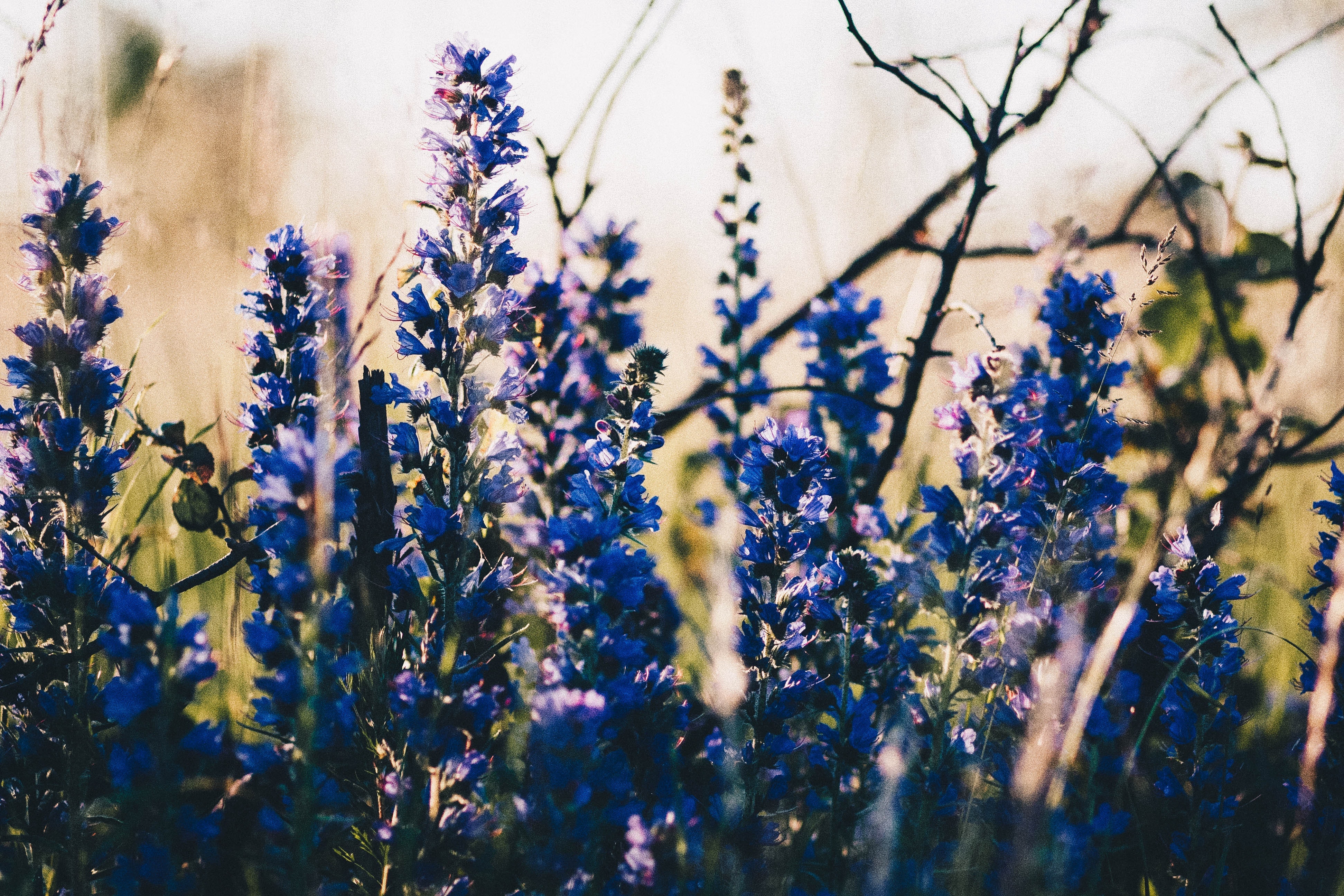 Blue Flowers Aesthetic Wallpapers