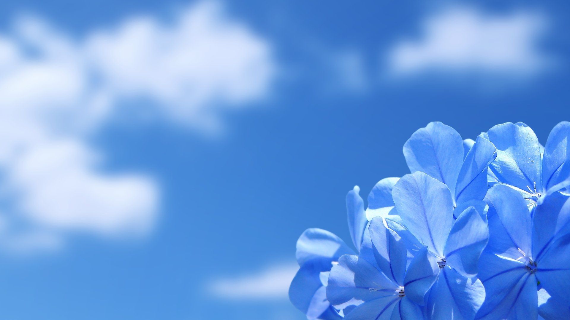 Blue Flowers Aesthetic Wallpapers