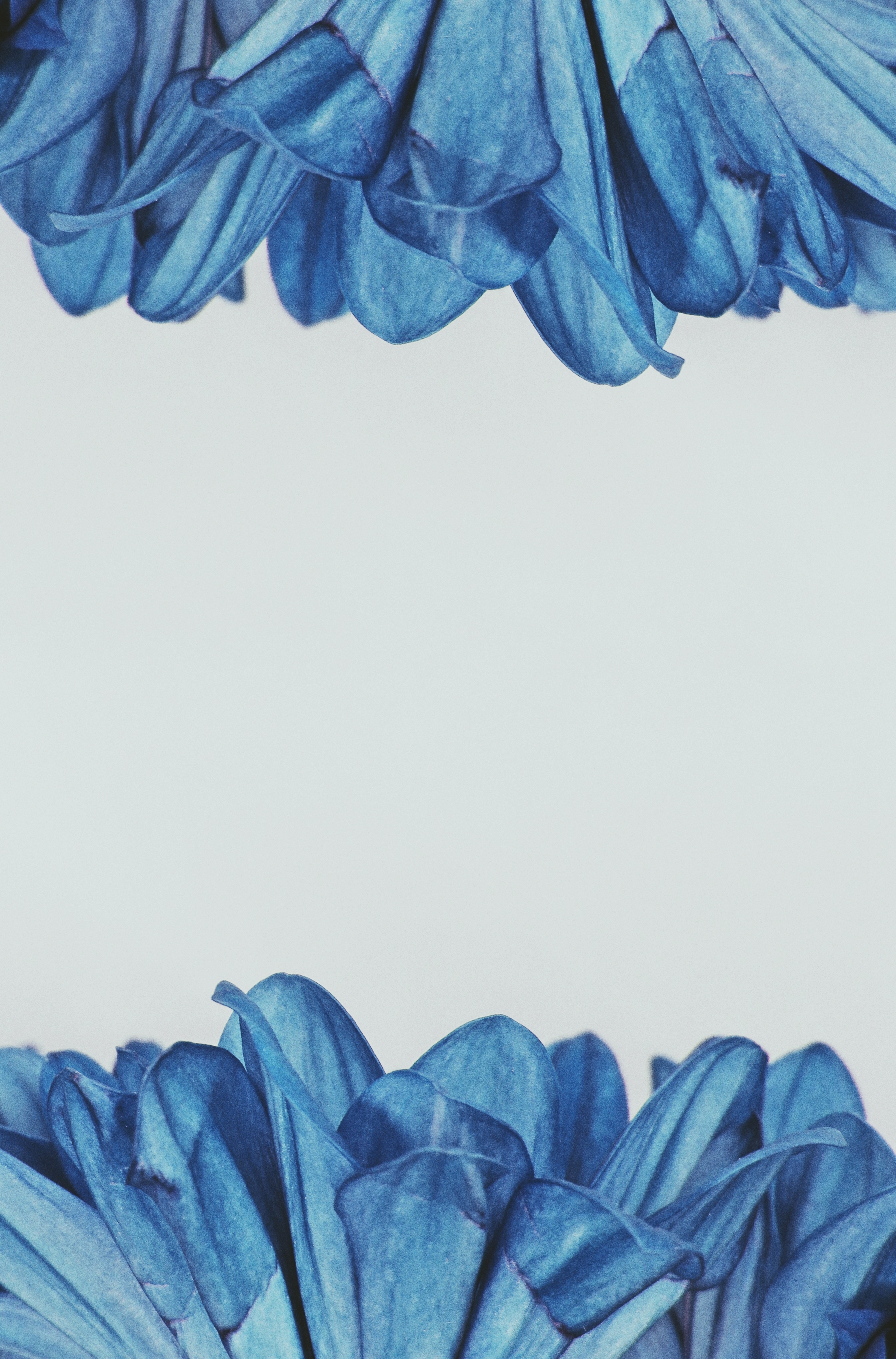 Blue Flowers Aesthetic Wallpapers